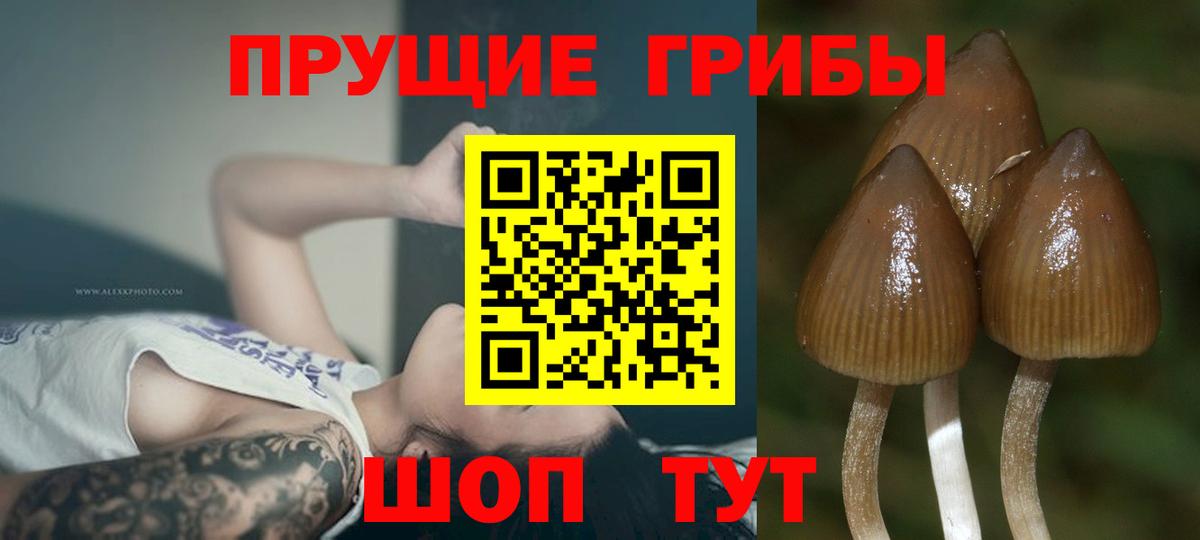 Галлюциногенные грибы мицелий  Псилоцибиновые грибы Psilocybine cubensis  Вход с VPN  Россошь 